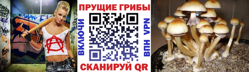 Галлюциногенные грибы GOLDEN TEACHER  Пучеж 
